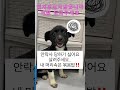 아직 4마리 모두 임보처를 못구했어요.. 안락사위기 임보처급구 아이들을구해주세요 강아지 밤려견 입양문의 임보처문의 dogshorts 좋아요눌러주세요 조랭이🆘