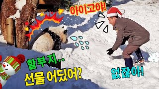 강바오 할부지는 눈싸움을 하려고 산타클로스를 가장하셨다! 🎅❄️하지만 후이바오는 할아버지에게 선물을 꼭 달라고 하셔!💨💦🎁ㅋㅋ🤣