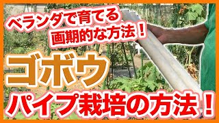 家庭菜園や農園のゴボウ栽培をパイプで実現！ベランダで栽培できるゴボウの育て方を徹底解説！【農家直伝】Tips for pipe cultivation of burdock cultivation.