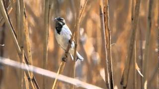 ♪鳥くんのI LOVE BIRD 野鳥動画～'オオジュリンの採食'Reed Bunting'