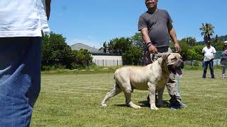 jacob mufasa boerboel