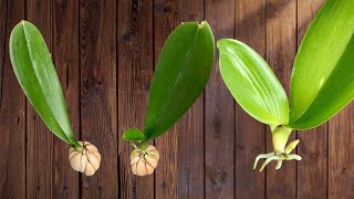 Just Garlic! Orchid leaves take root immediately and grow 500% stronger