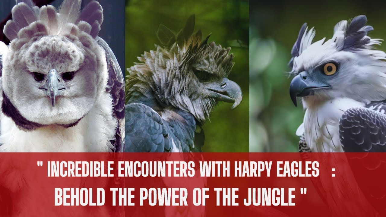 Unveiling The Majestic Harpy Eagle: Nature's Ultimate Predator - YouTube