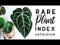 Rare Plant Index #4 | Anthurium | Uncommon to Extremely Rare Plants!