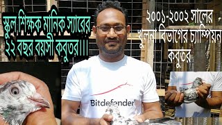 স্কুল শিক্ষক মানিক স্যারের 22 বছর বয়স্ক খুলনা বিভাগীয় চ্যাম্পিয়ন কবুতর। #pigeons #highflyer