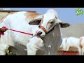 afridi cattle farm mashallah presenting you our collection 2024 trending youtubeshorts youtube