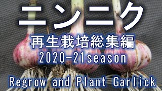 ニンニク　再生栽培　2020‐21シーズン　総集編　Regrow and plant Garlic