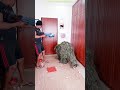 FUNNY VIDEO GHILLIE SUIT TROUBLEMAKER BUSHMAN PRANK try not to laugh Family The Honest Comedy 2023