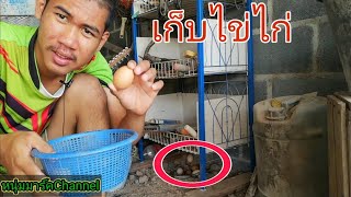 เก็บไข่ไก่​ เตรียม​เข้าตู้ฟัก​ (จะมีเชื้อ​มั้ย)​