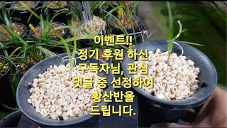 667강, 산채한 생강근 달린 황산반 동자묘 심기 깜짝 이벤트!!!