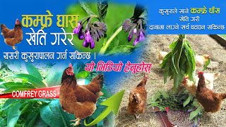 कम्फ्रे घाँस खेति गरेर यसरी कम लागतमा कुखुरापालन गर्न सकिन्छ Comfrey grass Benefits and Uses