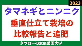 タマネギとニンニク　垂直仕立て栽培の比較報告と追肥　家庭菜園