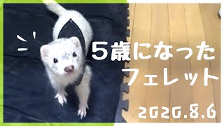 5歳の誕生日のフェレット、ここまで大きくなりました。ありがとう！- ferret lab