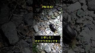 【プロの灯火採集】新潟県でオオクワ大量捕獲！？ #Shorts