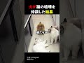 犬が猫の喧嘩を仲裁した結果