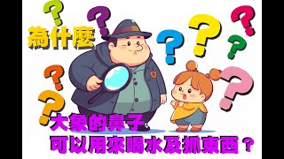 【小羽的童話樂園】為什麼大象的鼻子可以用來喝水及抓東西