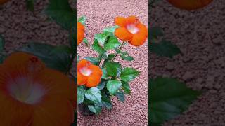 Hibiscus plant വേഗത്തിൽ പൂവിടാൻ ഈ fertilizer കൊടുക്കാൻ# Kerala garden മറക്കല്ലേ#youtubeshorts