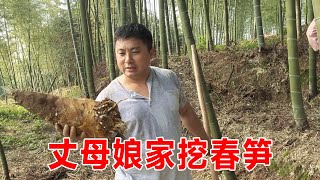 勇哥去丈母娘家挖春笋，一个比一个漂亮越挖越起劲，简直停不下来【乡野勇哥】