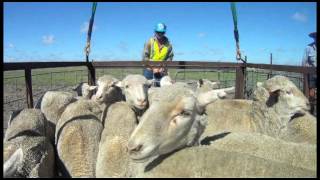 Sheep Lifter.mov