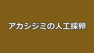 アカシジミの人工採卵方法