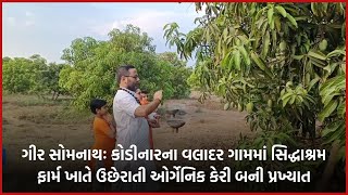 ગીર સોમનાથઃ કોડીનારના વલાદર ગામમાં સિદ્ધાશ્રમ ફાર્મ ખાતે ઉછેરાતી ઓર્ગેનિક કેરી બની પ્રખ્યાત