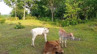 গ্রামের গরুর চরানোর মাঠ। Indian village