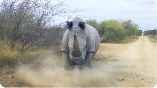 Rhino CHARGES and Attacks Car | Kruger National Park