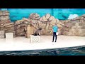 鳥羽水族館アシカショーtoba aquarium　sealion show