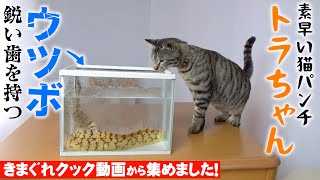 【トラ抜き】お魚やお料理に興味津々！気になっちゃうトラちゃん集だにゃ〜🐱