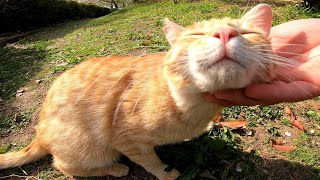 公園に茶トラ野良猫がいたのでナデナデしてみたらゴロゴロ喉を鳴らして喜んだ