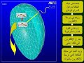 فهم تفاعل المادة و الطاقة في الخلق