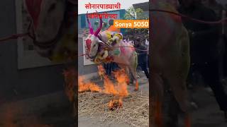 Sonya 5050 | सोनारपाड्याची दिवाळी😍♥️ #sonya5050 #marathi #diwali #bailgadapremi #happydiwali