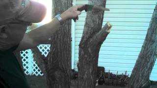 Removing a Tree Limb without Damage