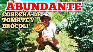 ABUNDANTE COSECHA DE TOMATE 🍅 Y BRÓCOLI 🥦.