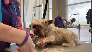 Grooming Senior Yorkshire Terrier With Bad Knees