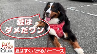 【暑いのが苦手】夏は散歩にならないバーニーズマウンテンドッグ　Bernese Mountain Dog is not a walk in summer