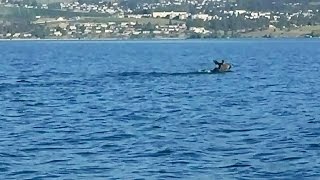 Mysterious creature in Okanagan Lake: What is it exactly?