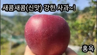 (신맛) 새콤한 맛이 강한 사과 홍옥~!