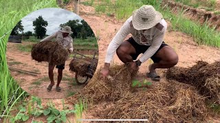 การหุ้มฟาง เพิ่มเเร่ธาตุดินให้ต้นไม้บนโคกหนองนา โมเดล