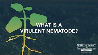 What is a virulent nematode?