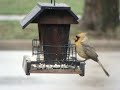 very rare yellow cardinal 2nd video. des moines iowa usa.