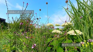 【あおねこガーデンだより#24】夏の花と秋の準備/一年草の植え替え/エルダーフラワーコーディアル/#庭のある暮らし #ガーデニングvlog #perennial #garden