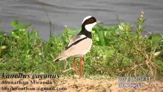 Vanellus cayanus // Pied Plover