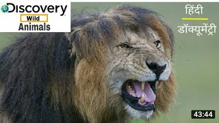 Discovery Wild Animals |discovery channel in hindi |discovery channel