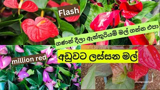 ✅මෙන්න අඩුවට ඇන්තුරියම් පැල - Anthurium Plants Price Sri lanka