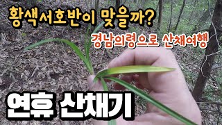 경남의령으로 산채를 다녀왔습니다.