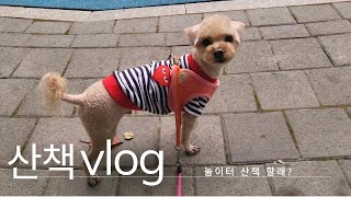 강아지산책 VLOG | 놀이터 산책 같이 하실래요? |푸들 |강아지일상