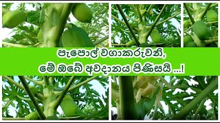 පැපොල් වගාකරුවනි, මේ ඔබේ අවදානය පිණිසයි ...!