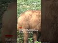 7 golden takin cubs appear in public cctv english