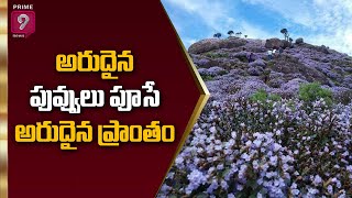 అరుదైన పువ్వులు పూసే అరుదైన ప్రాంతం | Special Focus | Prime9 News